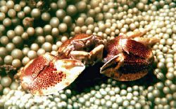 Porcelain Crab;  Tufi, Milne Bay Province; PNG .. Houised... by Rick Tegeler 